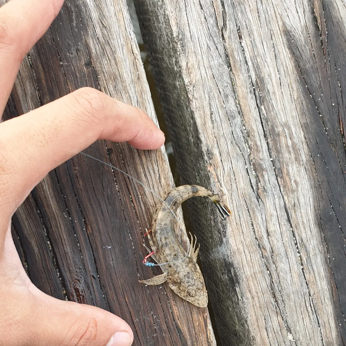 Dusky flathead caught on Fishbrain