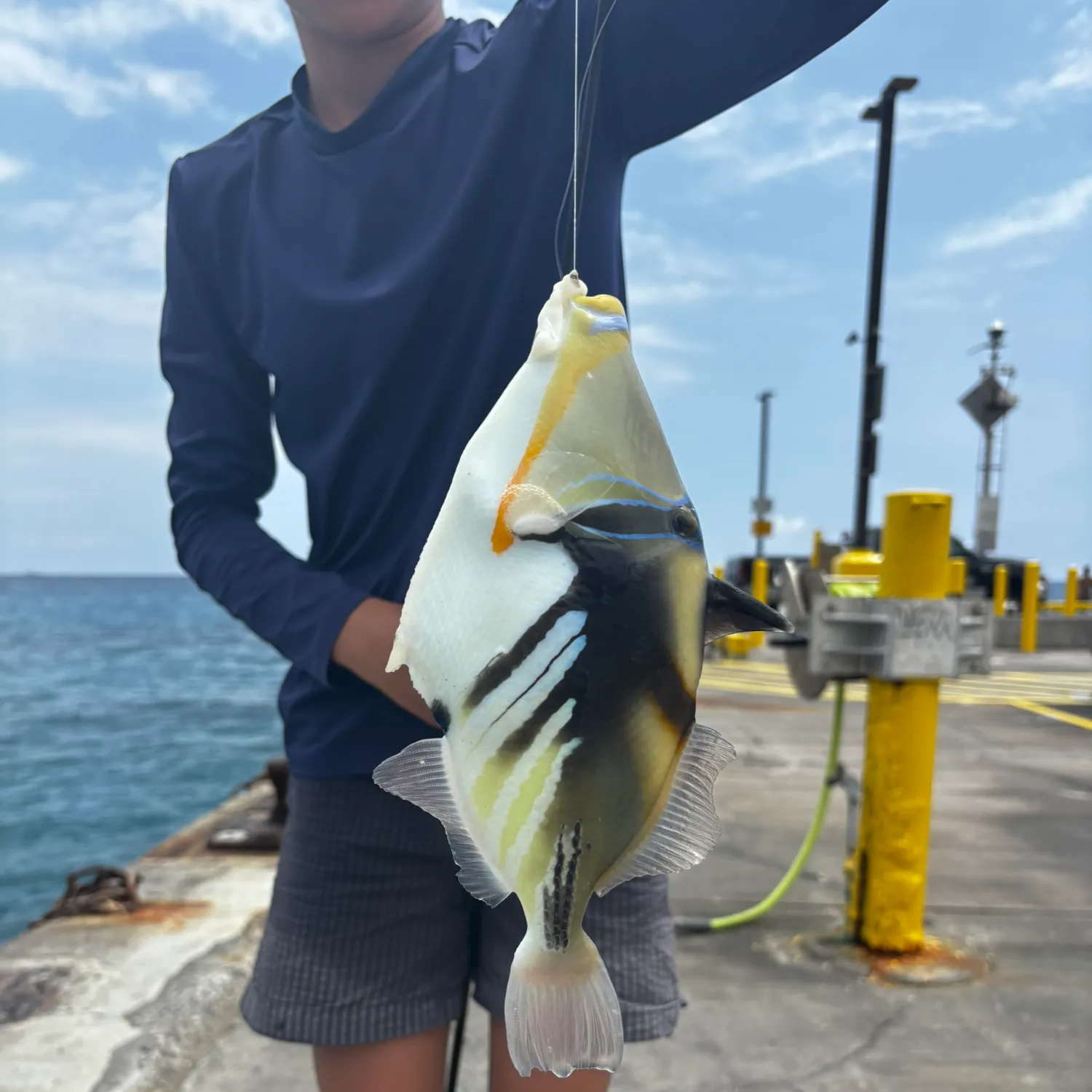 The most recent Picasso triggerfish catches on Fishbrain