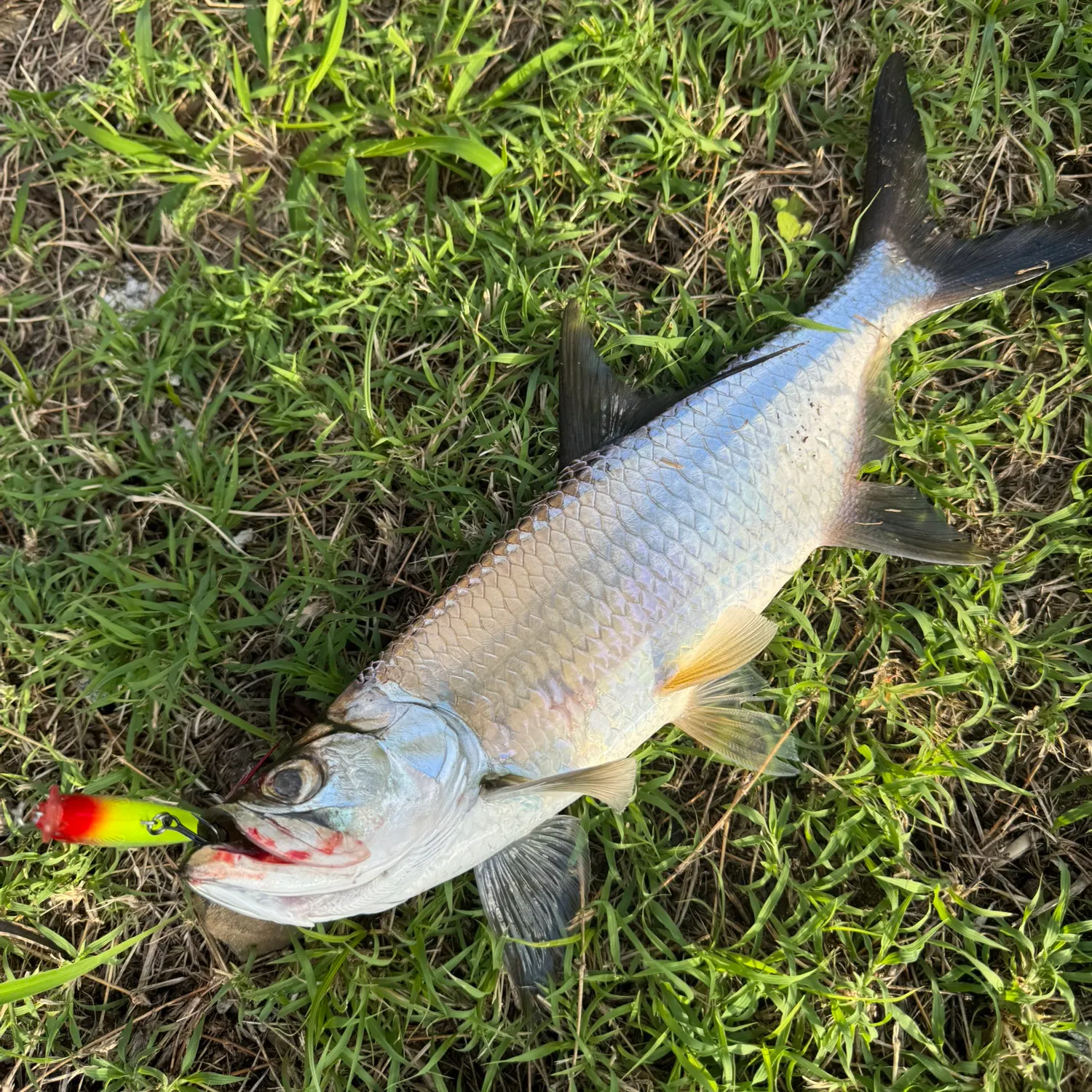 The most recent Tarpon catches on Fishbrain