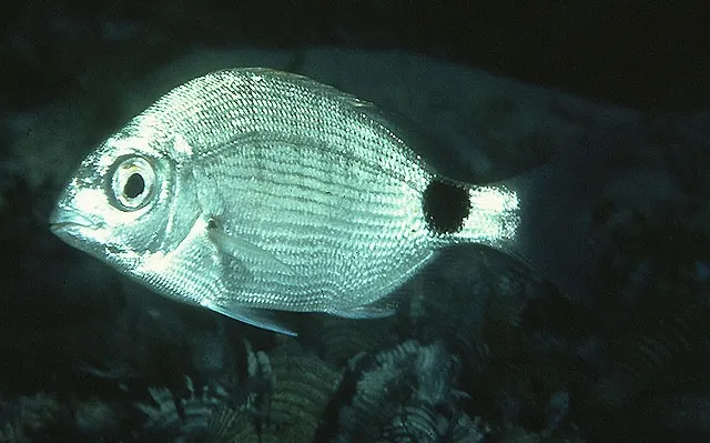 Cape white seabream