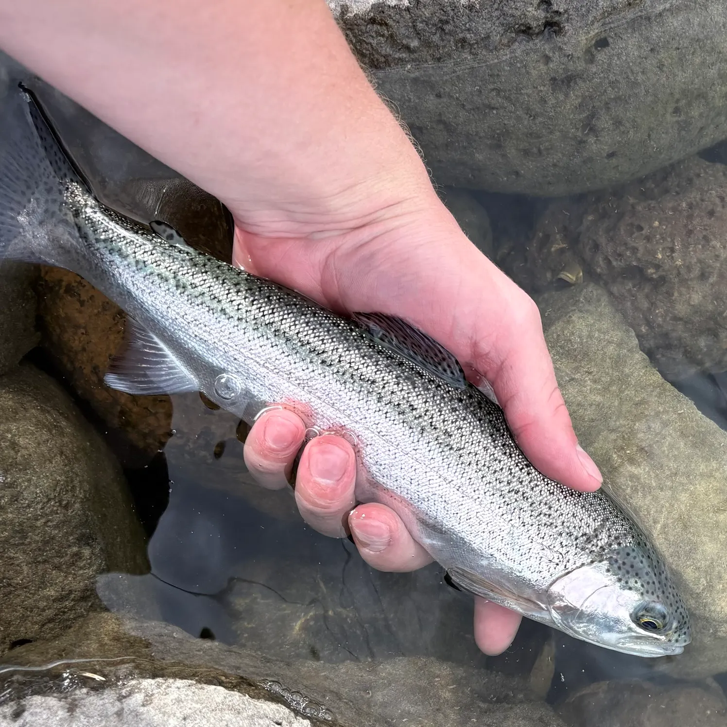 The most recent Rainbow trout catches on Fishbrain
