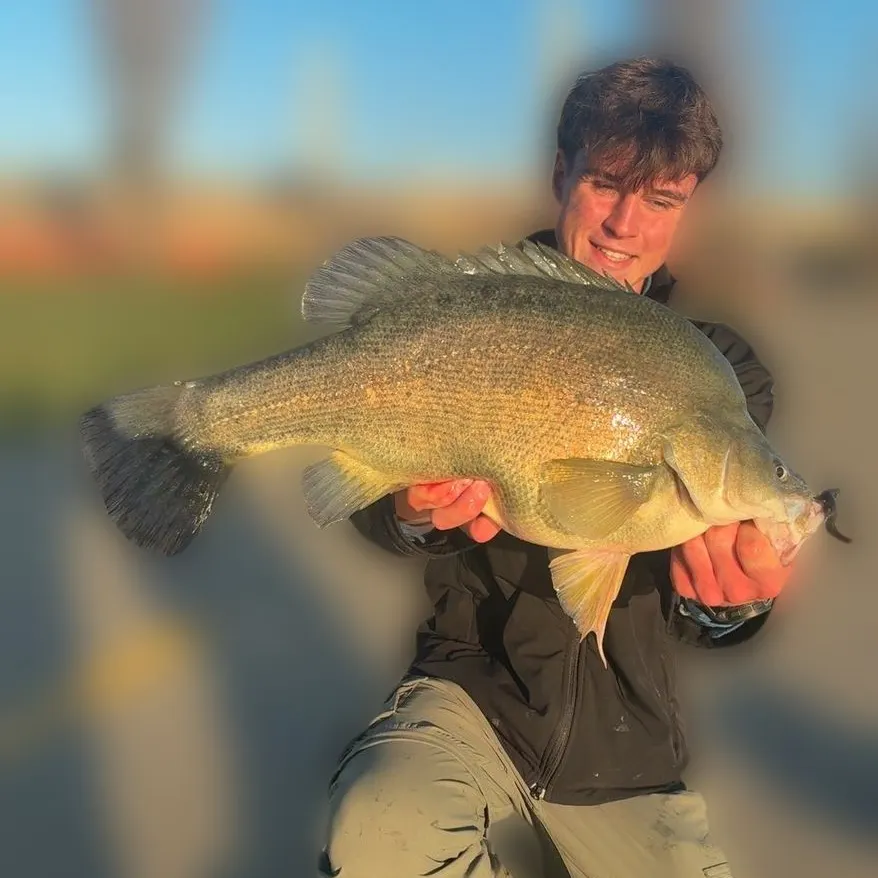 The most recent Golden perch catches on Fishbrain