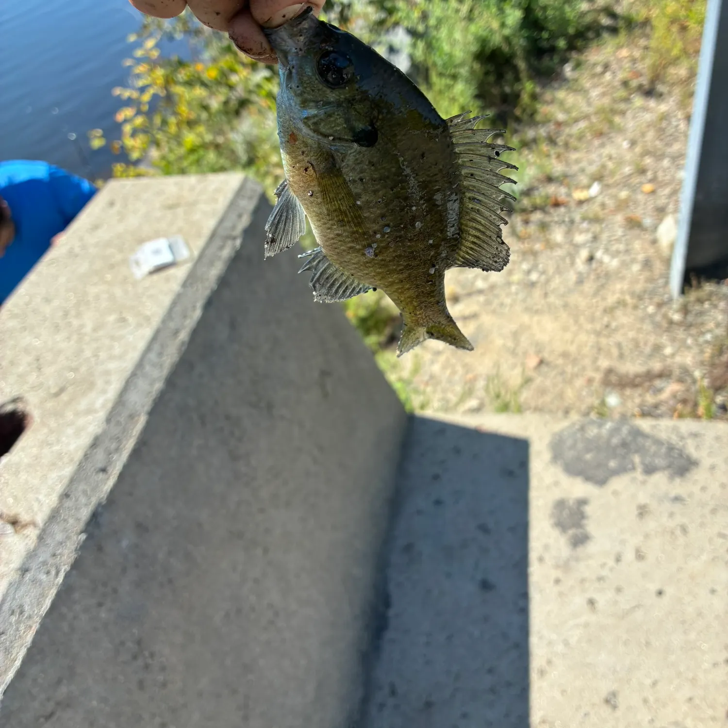 Bluegill caught on Fishbrain