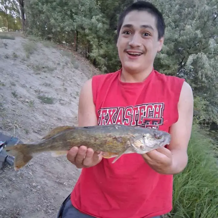 Walleye caught on Fishbrain