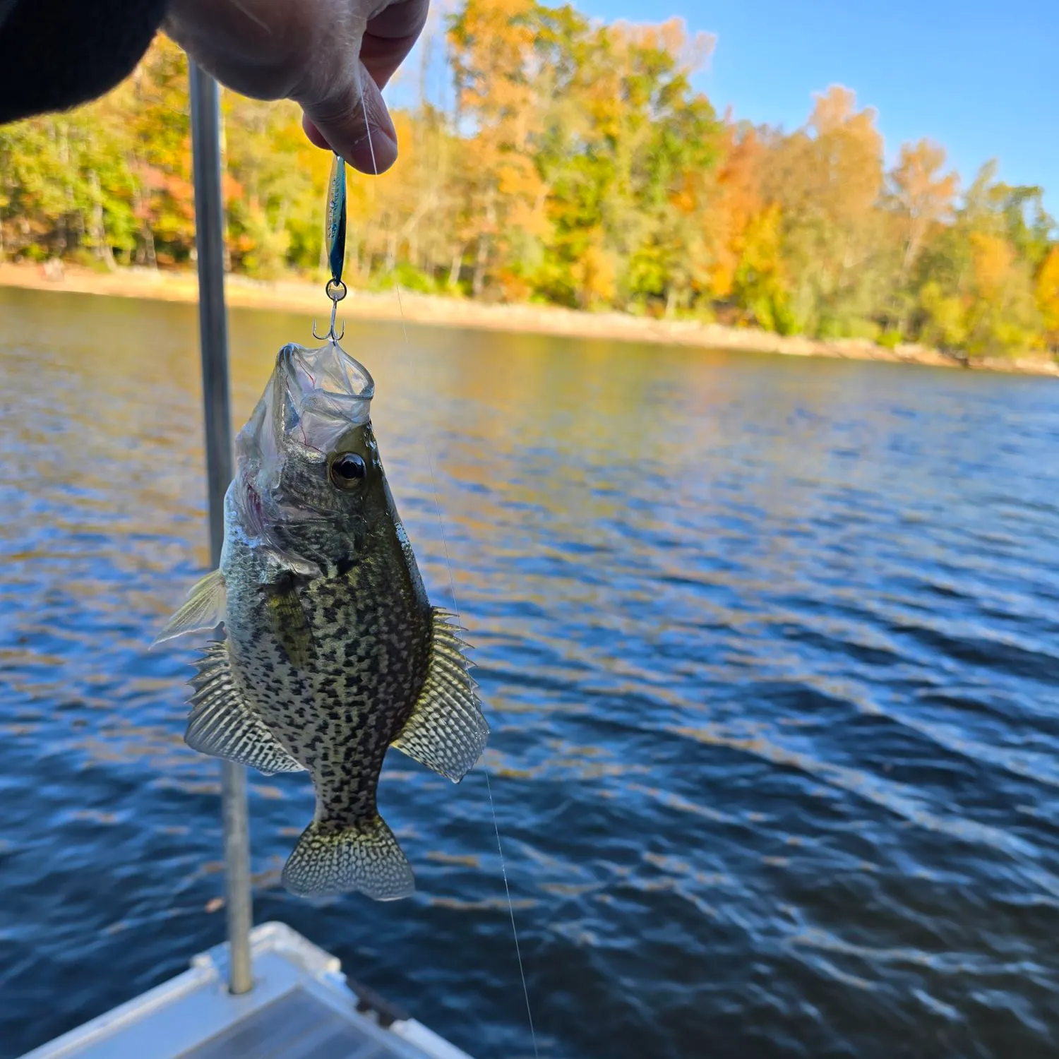 Black crappie caught on Fishbrain