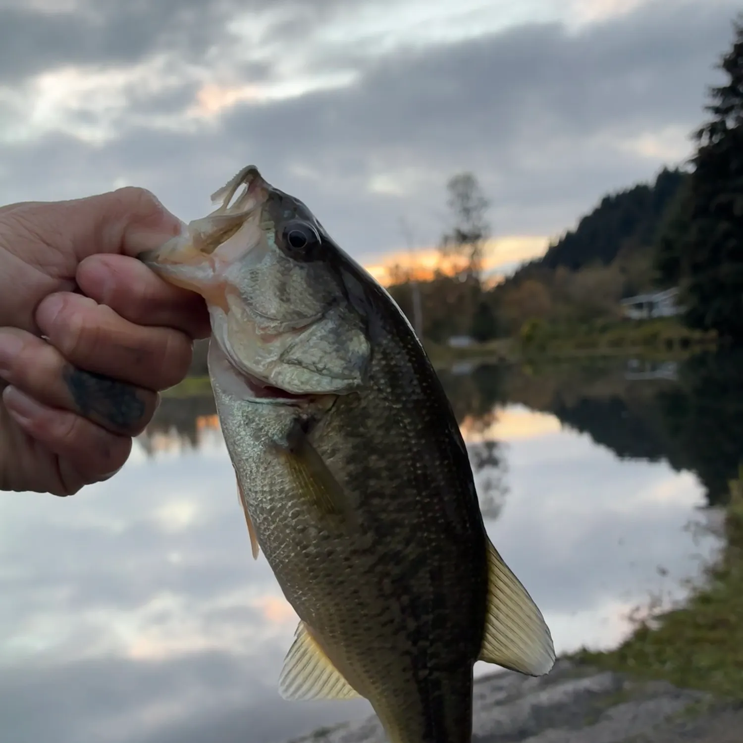 Largemouth bass caught on Fishbrain