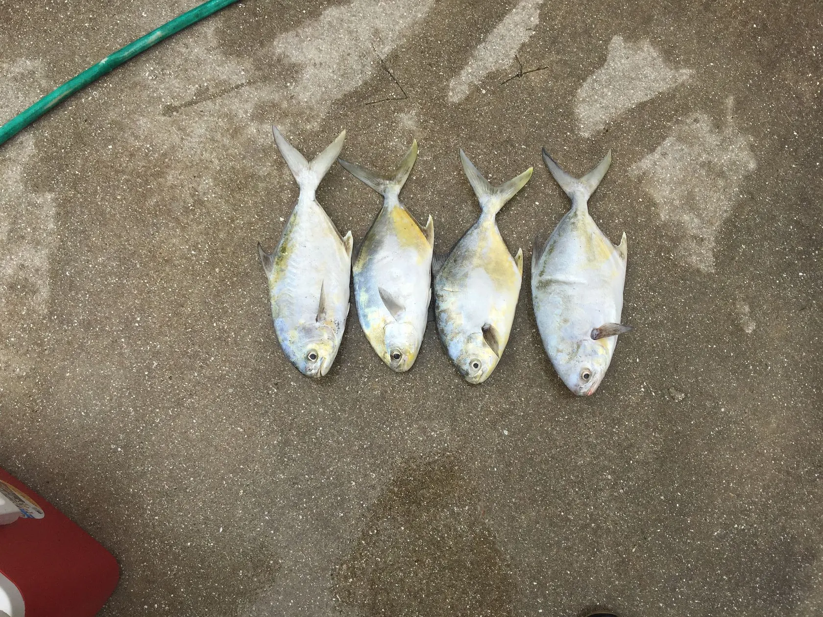 Post image from fcoryell