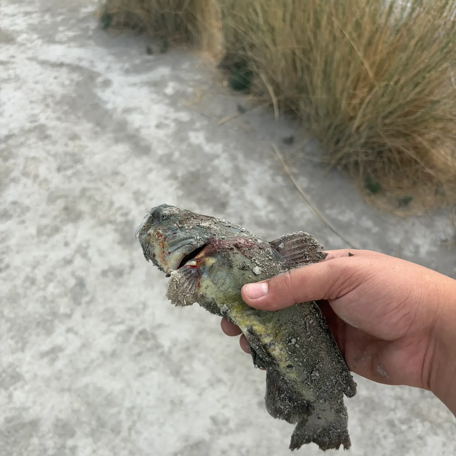 catch
