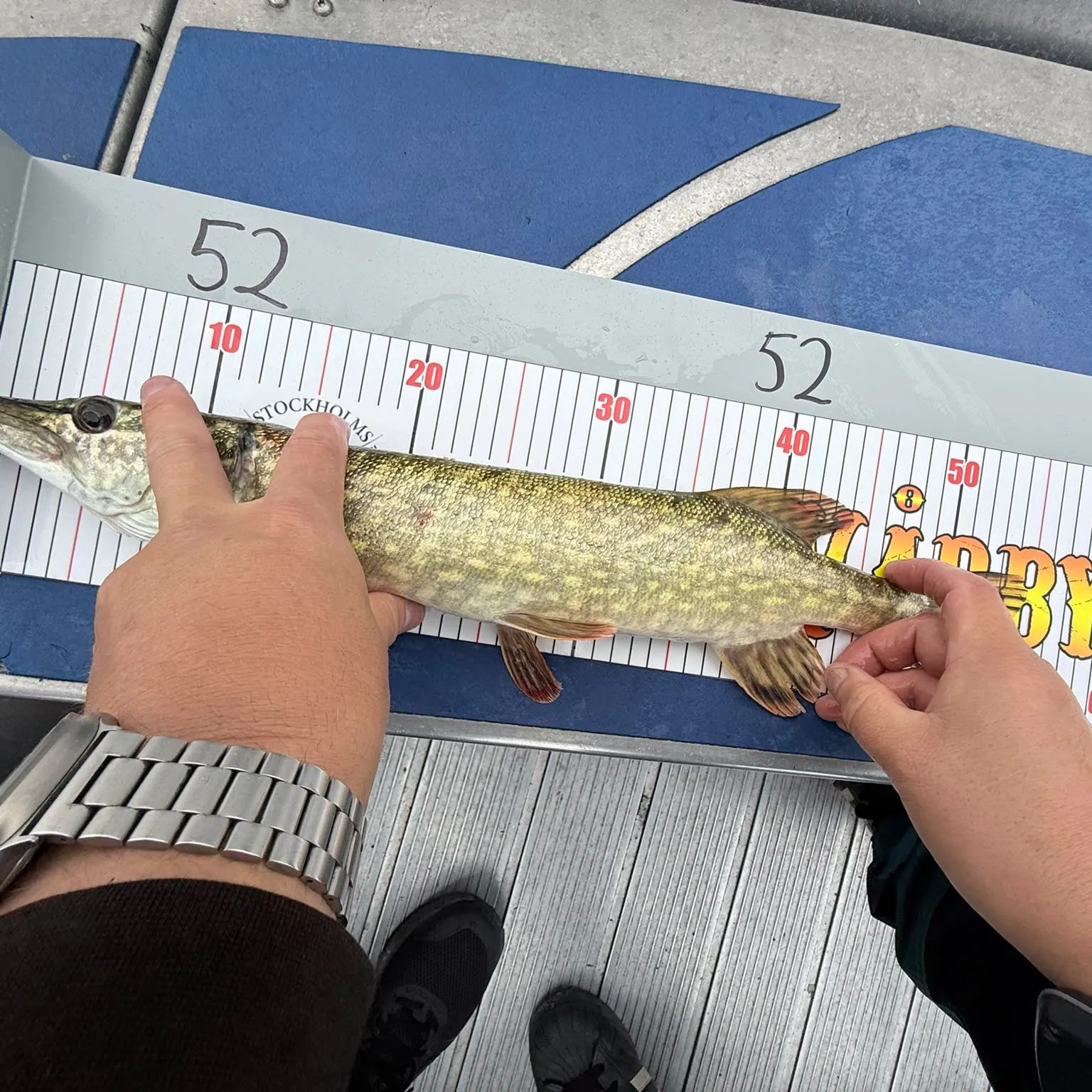 Northern pike caught on Fishbrain