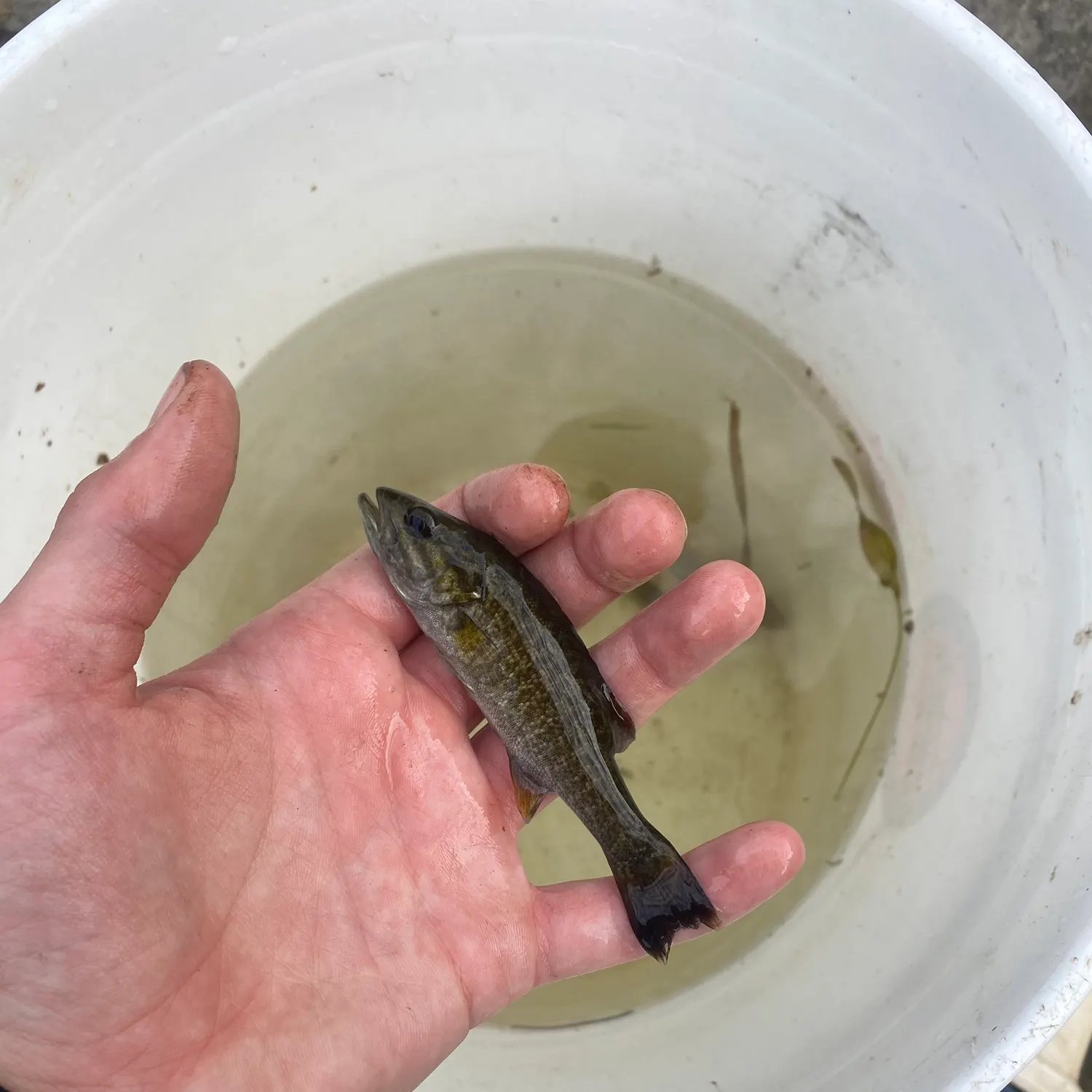 Smallmouth bass caught on Fishbrain