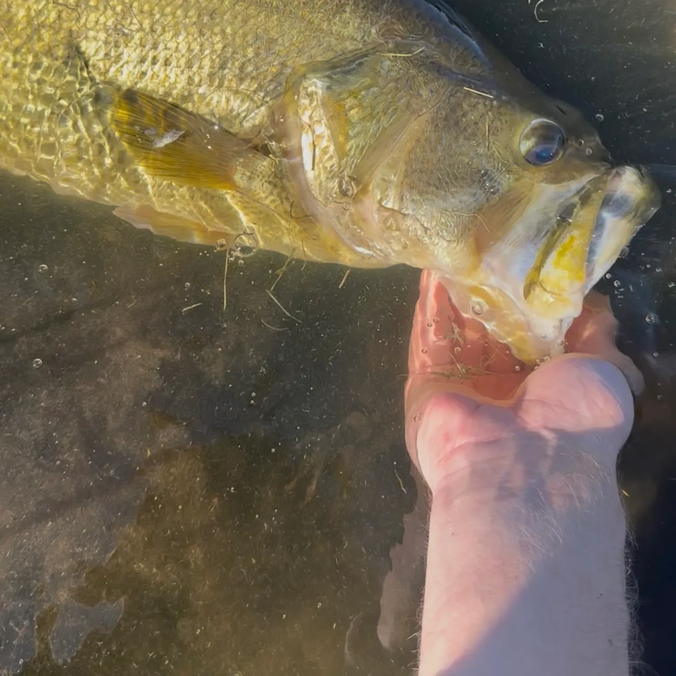 Largemouth bass caught on Fishbrain