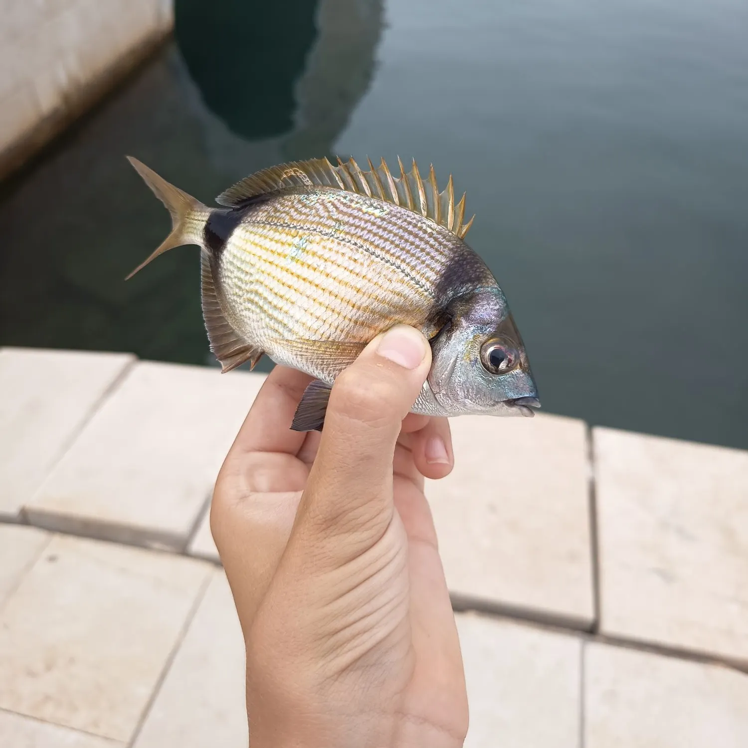 The most recent Common two-banded seabream catches on Fishbrain