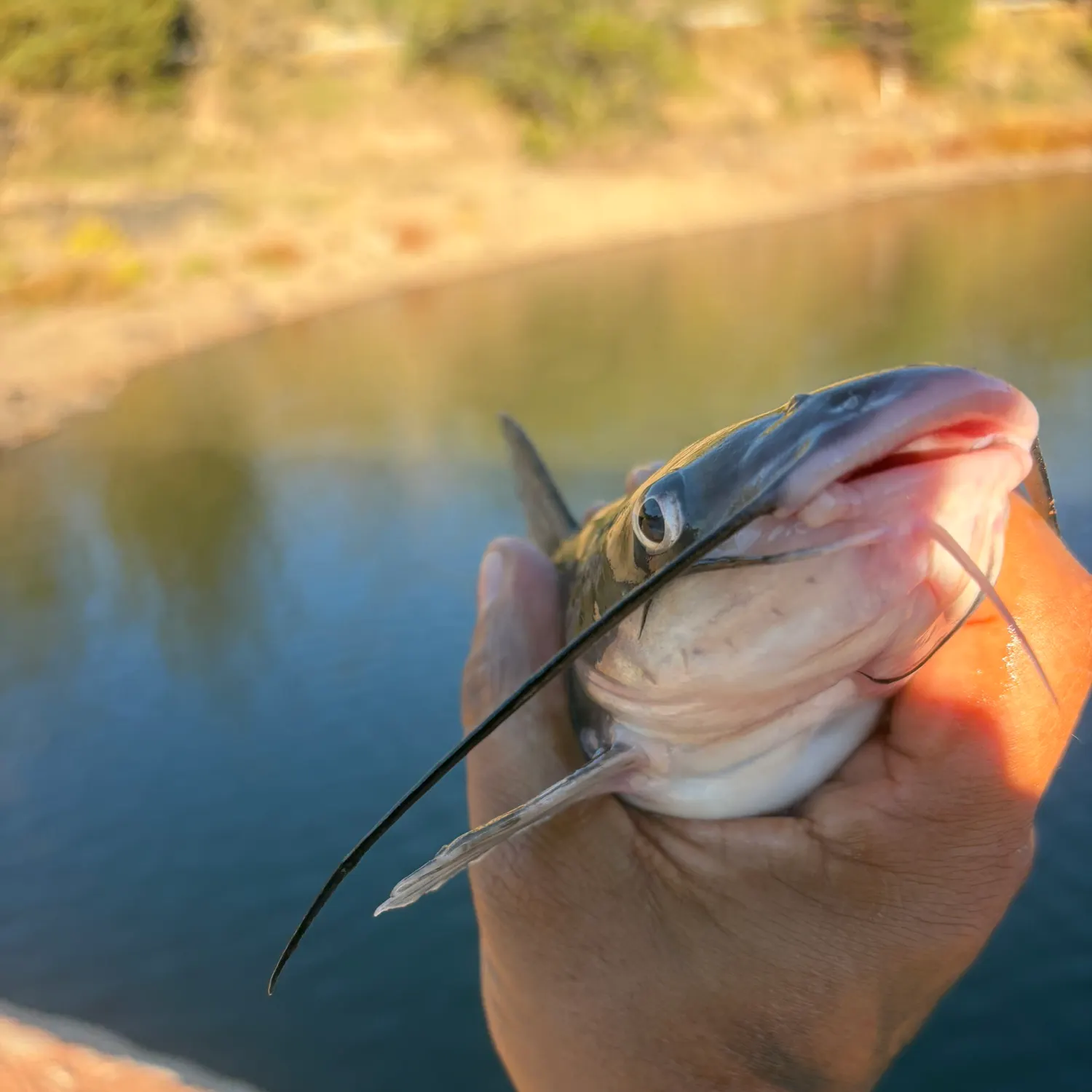 Channel catfish caught on Fishbrain