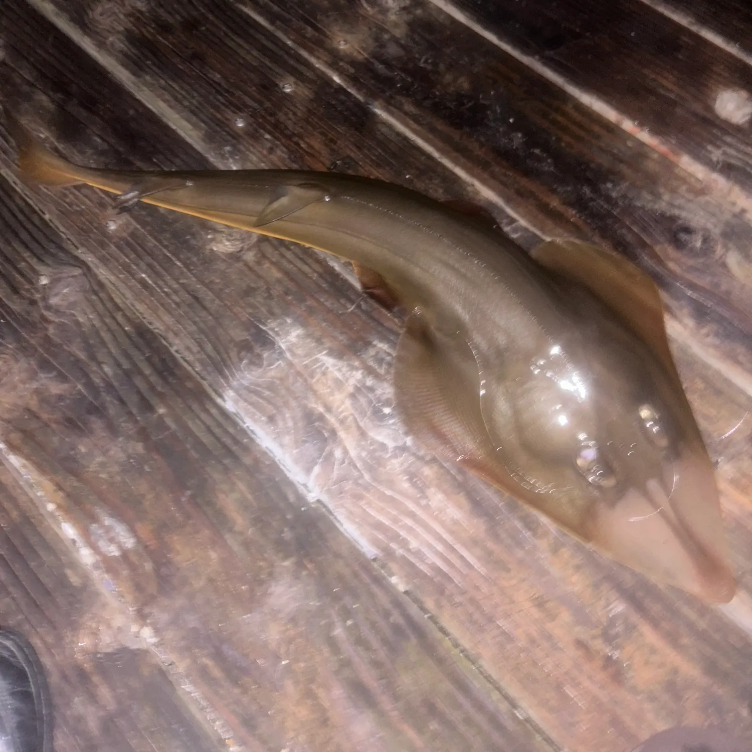 The most recent Pacific shovelnose guitarfish catches on Fishbrain