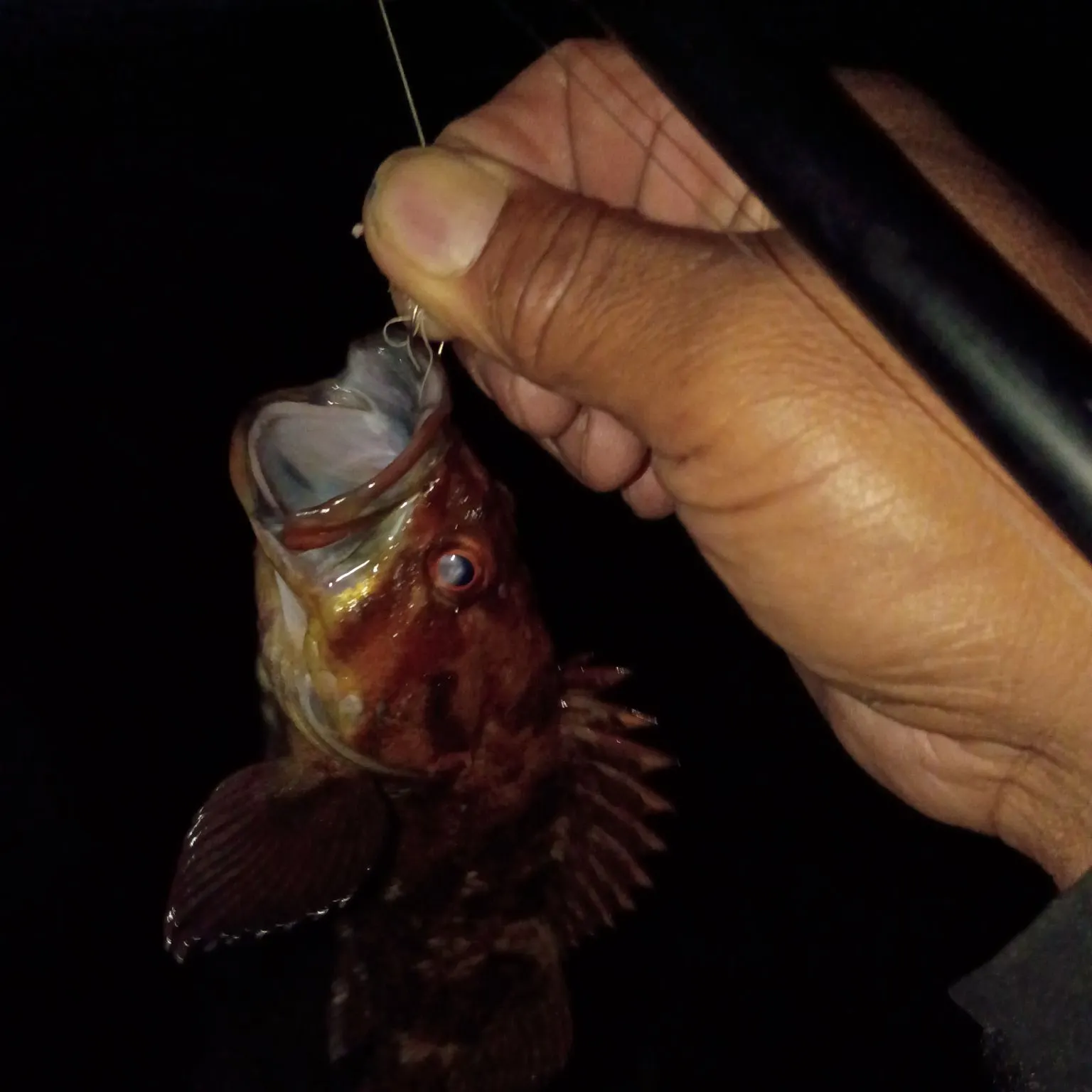 Brown rockfish caught on Fishbrain