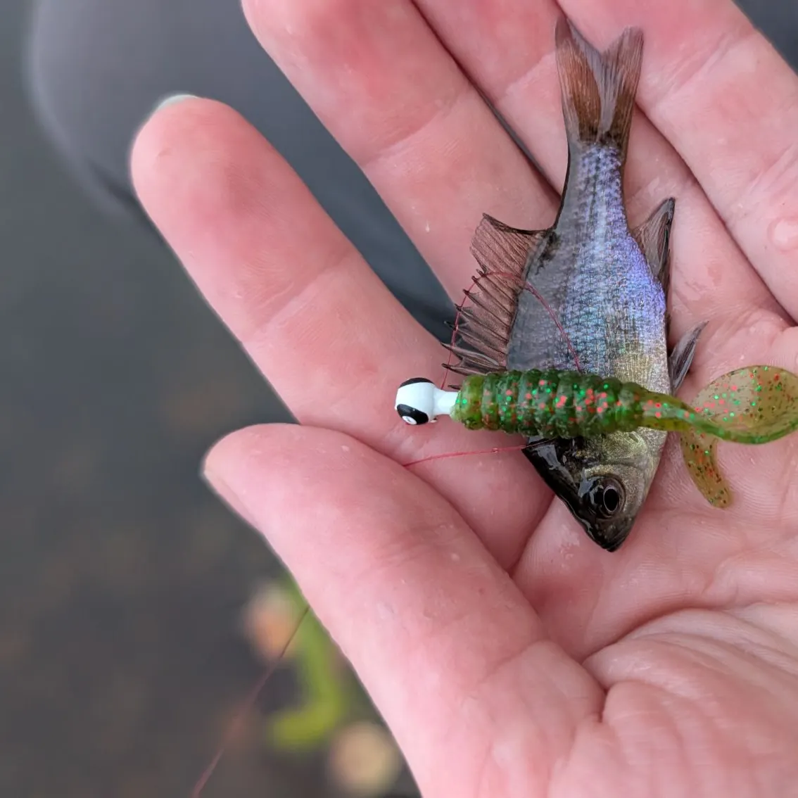 Bluegill caught on Fishbrain