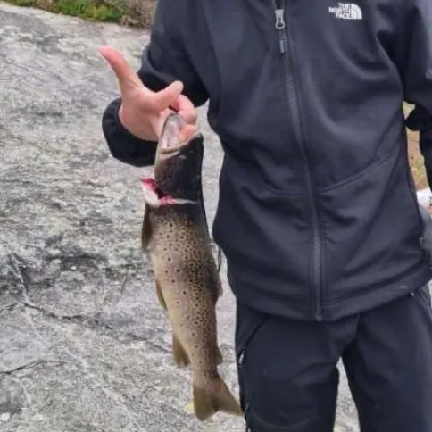 Brown trout caught on Fishbrain