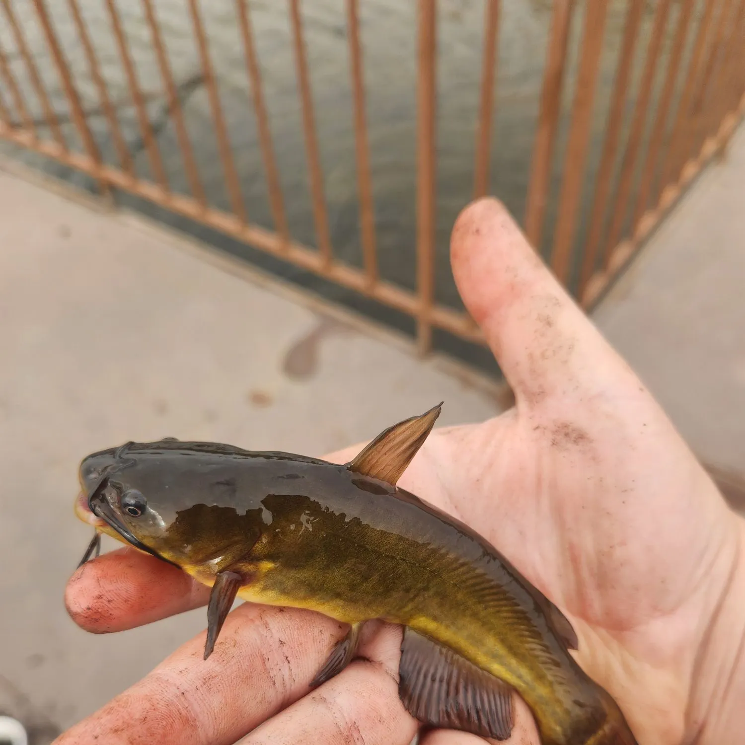 Yellow bullhead caught on Fishbrain