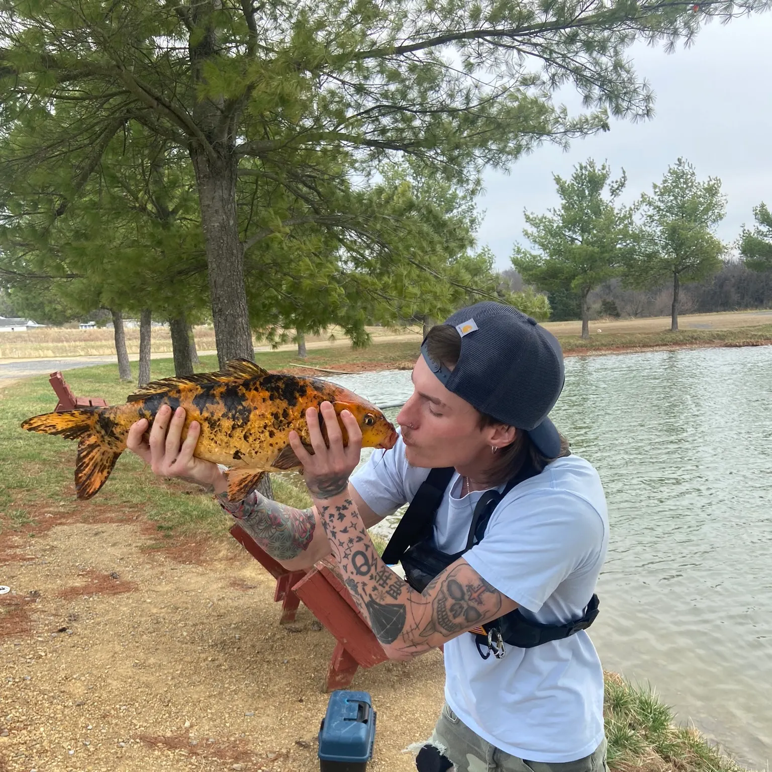 The most recent Koi carp catches on Fishbrain