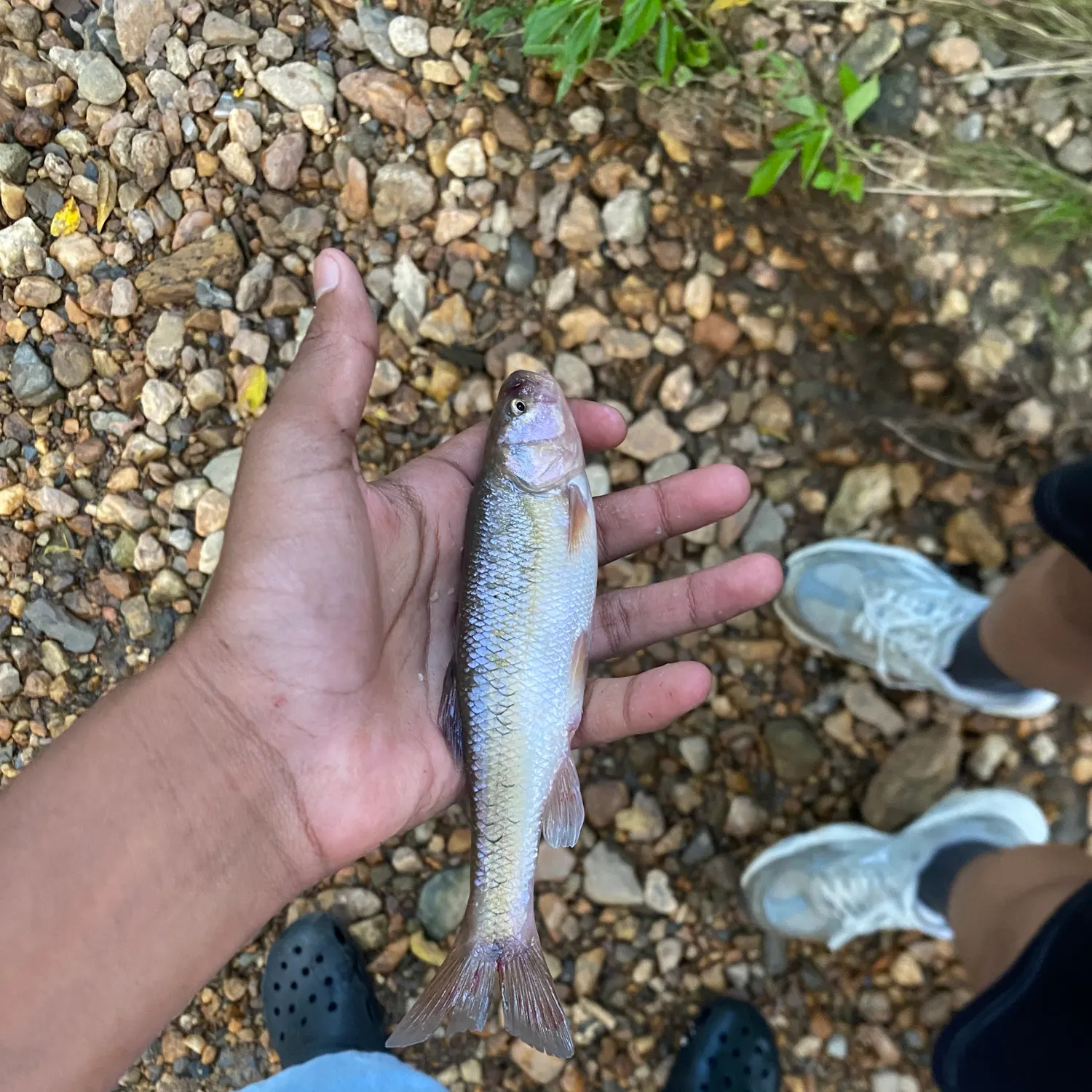 Creek chub caught on Fishbrain