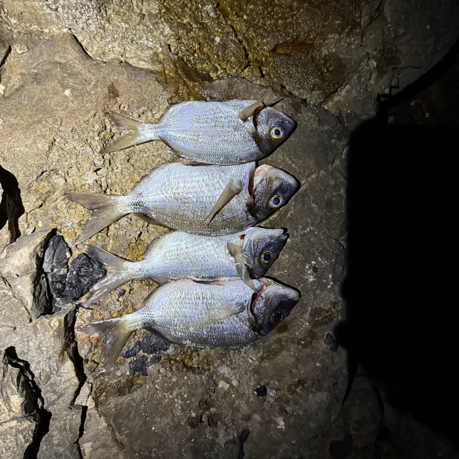 The most recent Common two-banded seabream catches on Fishbrain