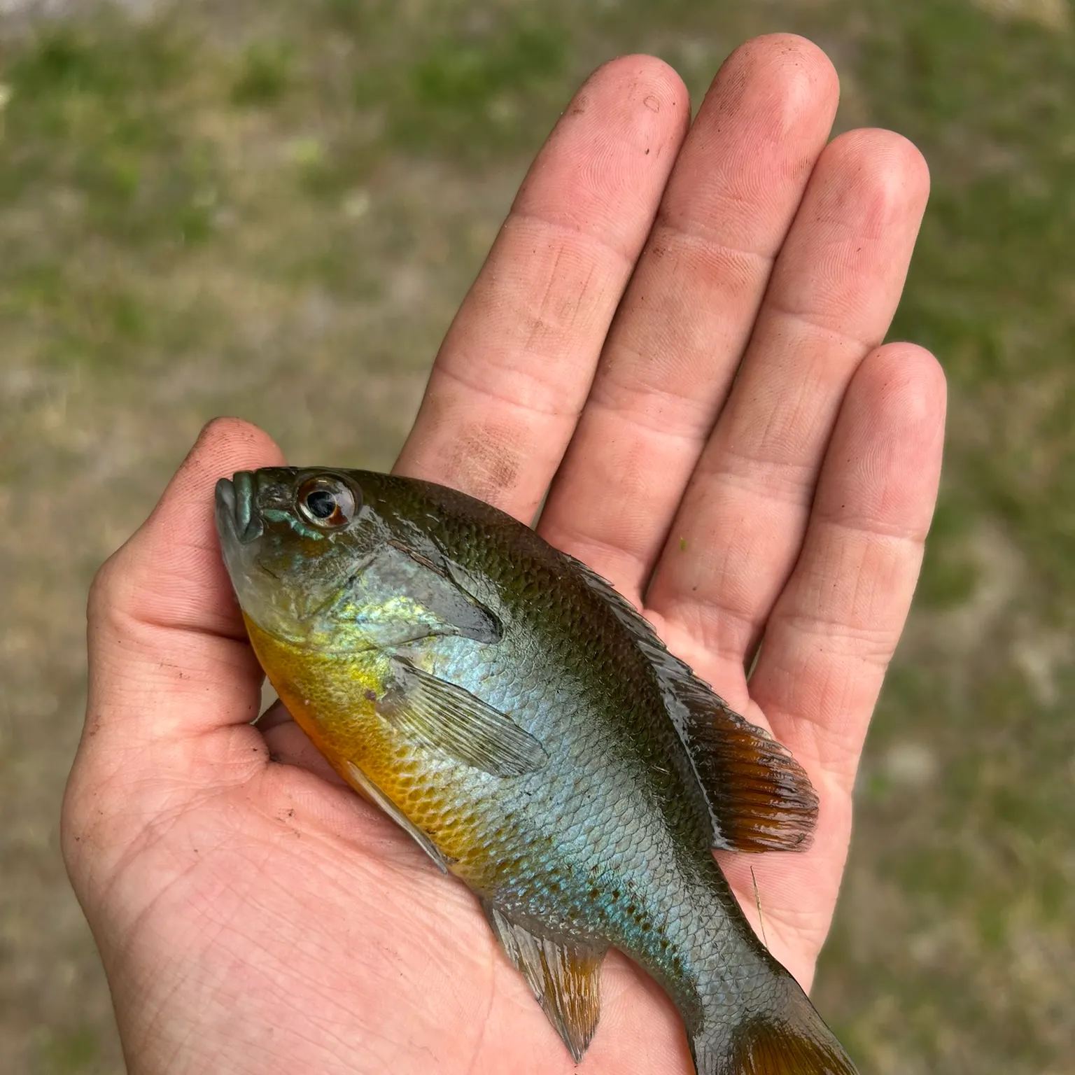 The most recent Redbreast sunfish catches on Fishbrain