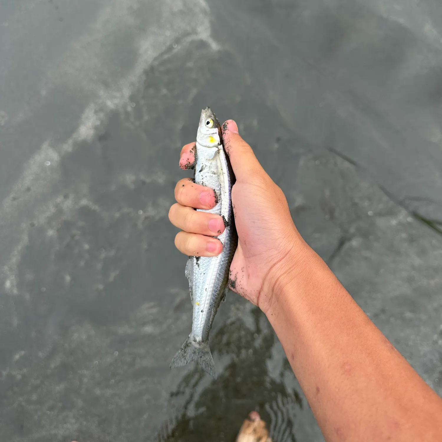 The most recent Surf smelt catches on Fishbrain