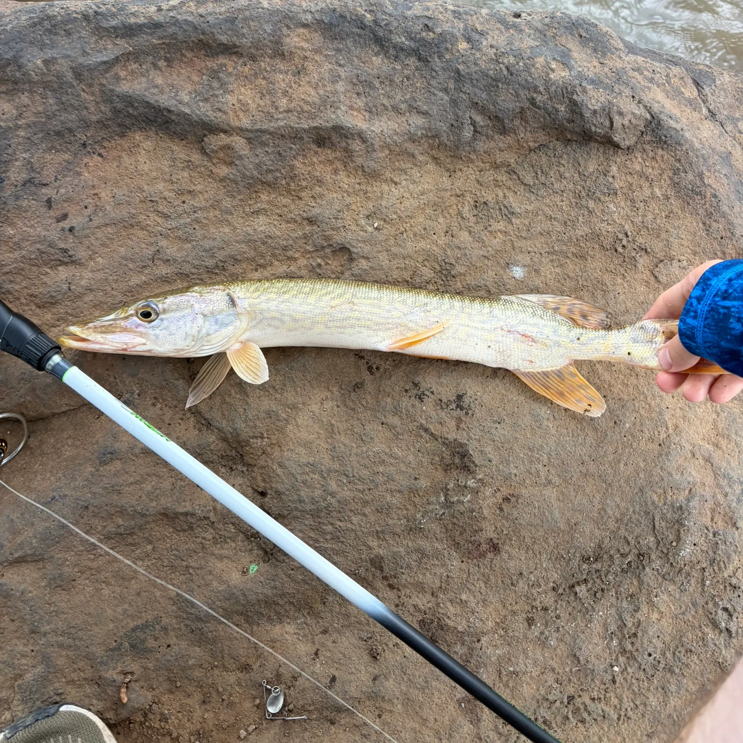 Northern pike caught on Fishbrain
