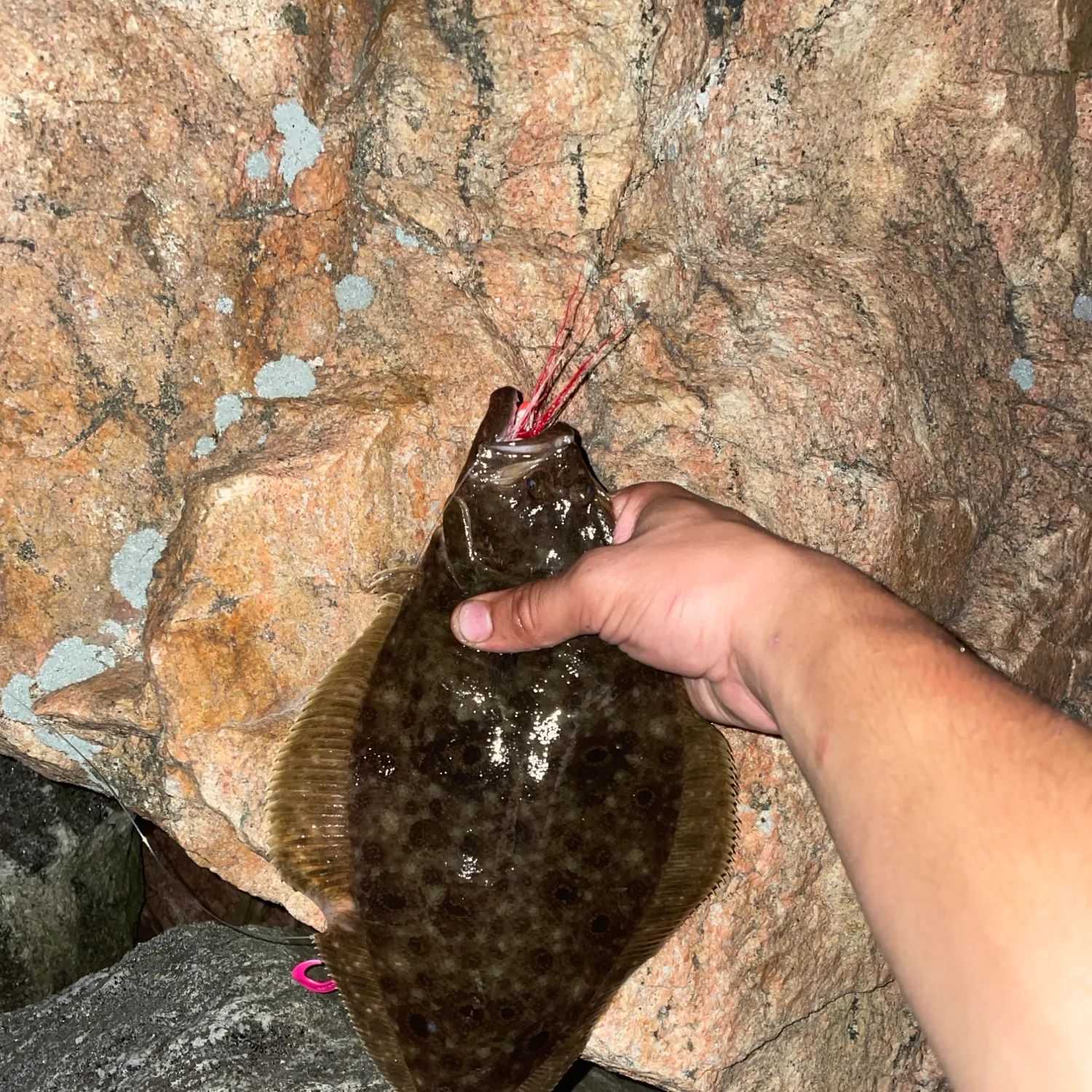 Summer flounder caught on Fishbrain