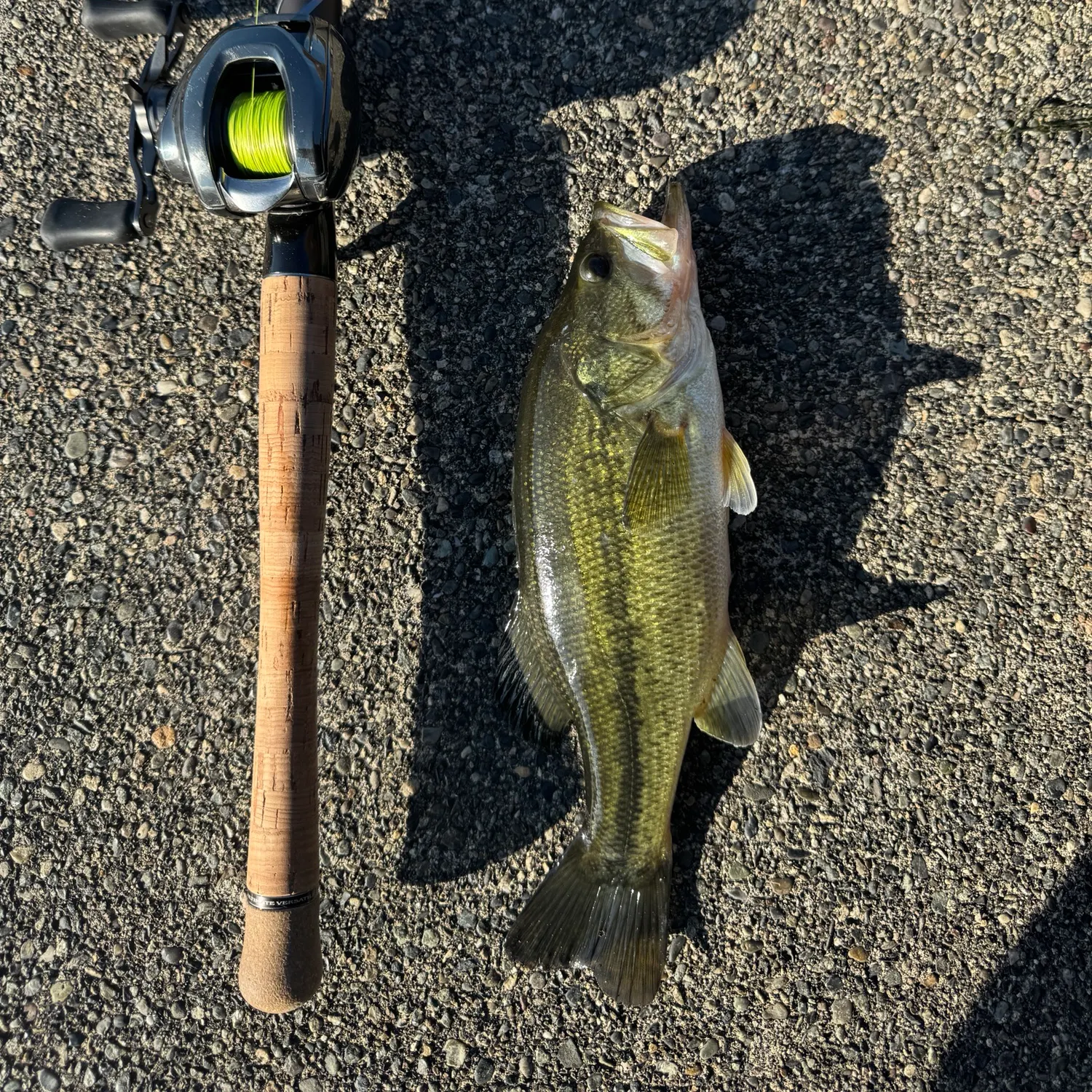 Largemouth bass caught on Fishbrain