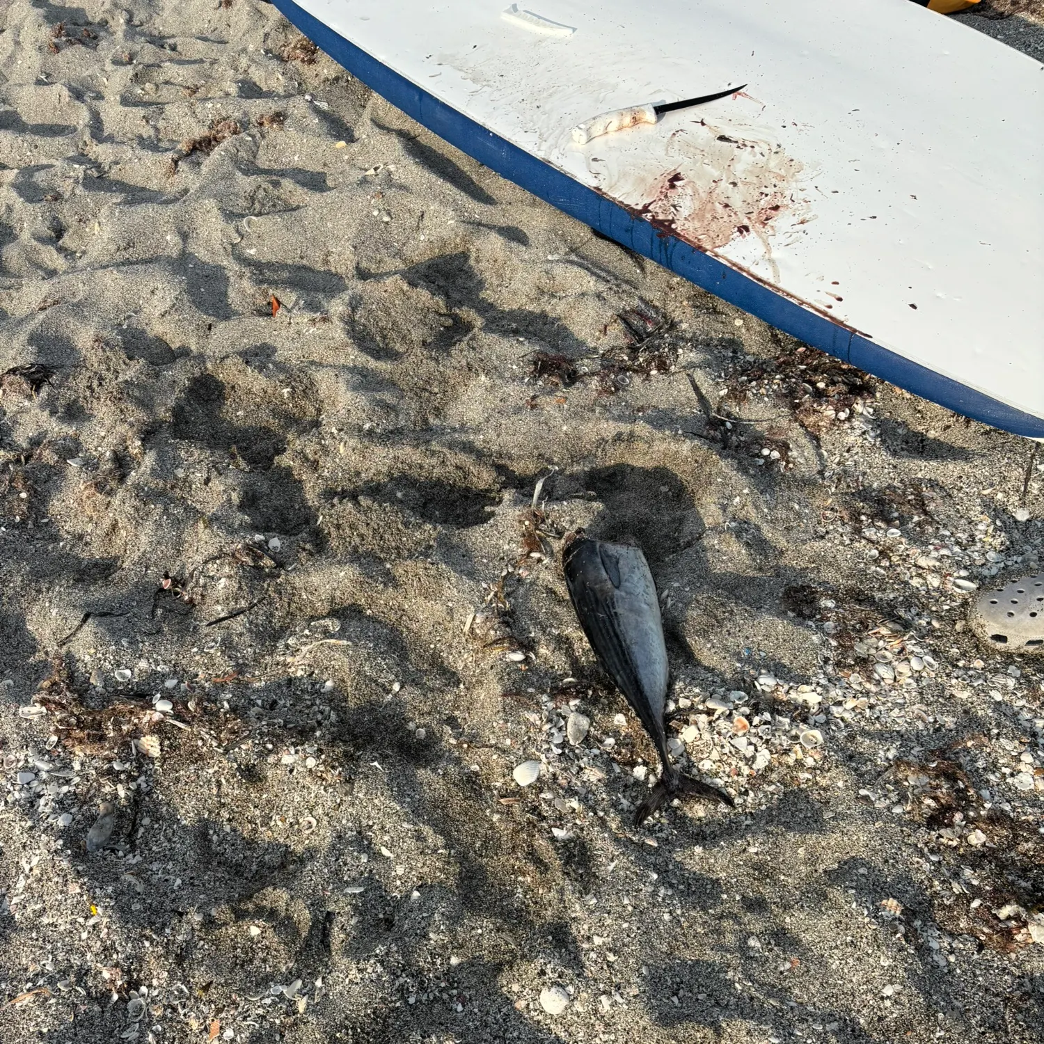 The most recent Plain bonito catches on Fishbrain