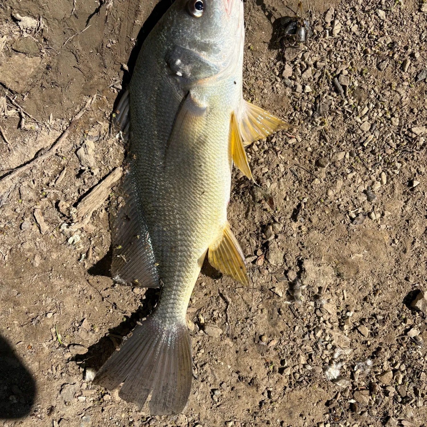 The most recent Freshwater drum catches on Fishbrain