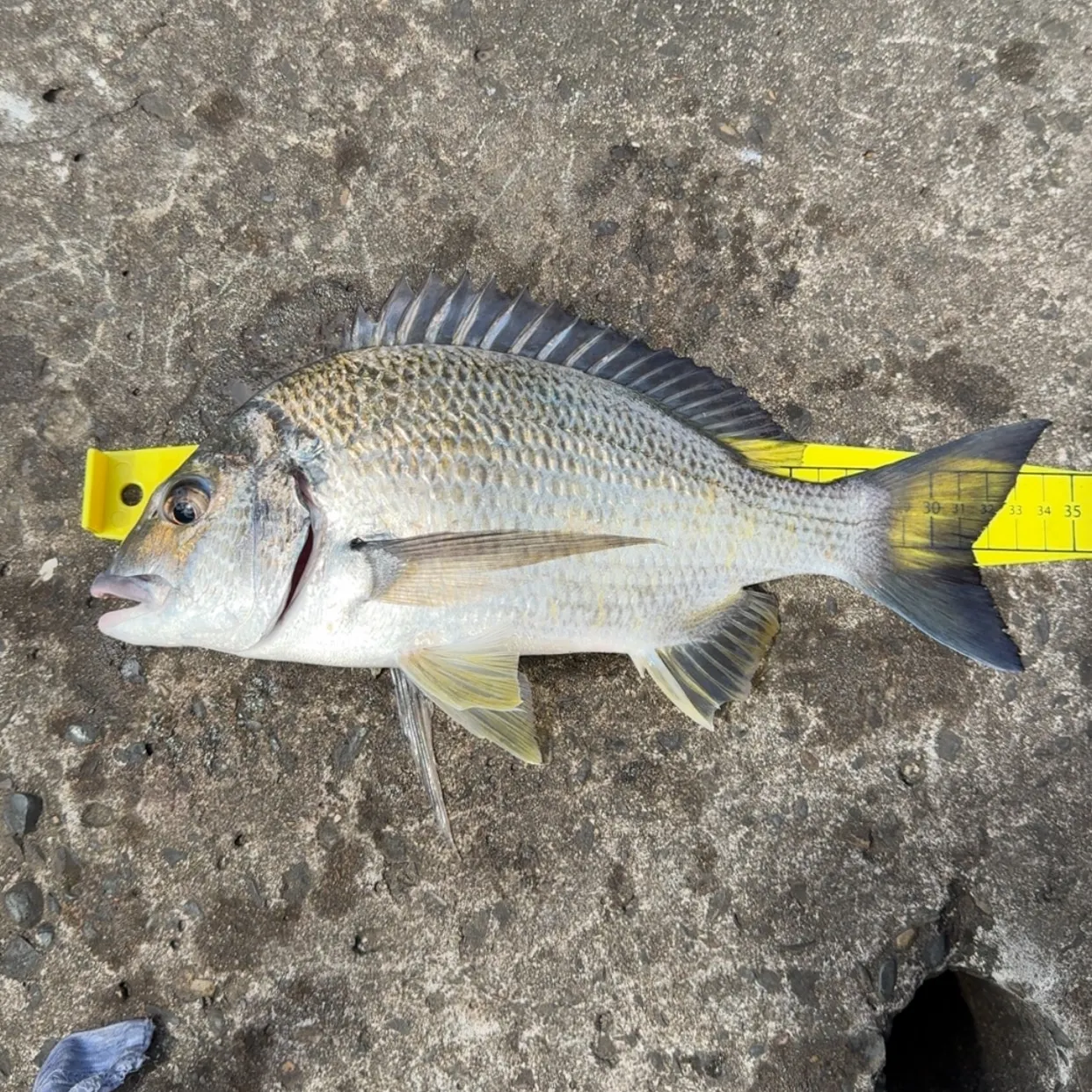 Surf bream caught on Fishbrain