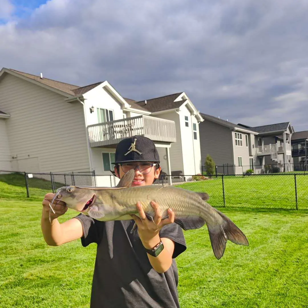 Channel catfish caught on Fishbrain
