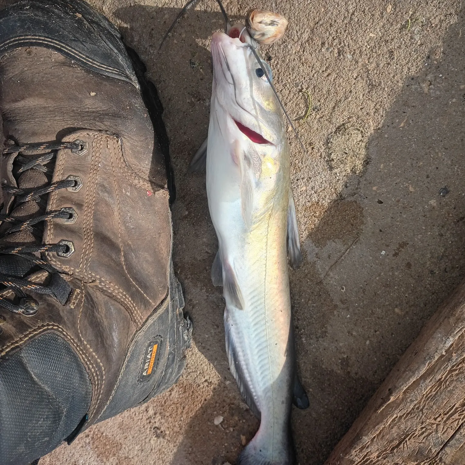 Channel catfish caught on Fishbrain