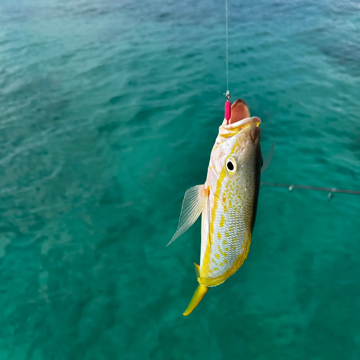 The most recent California yellowtail amberjack catches on Fishbrain