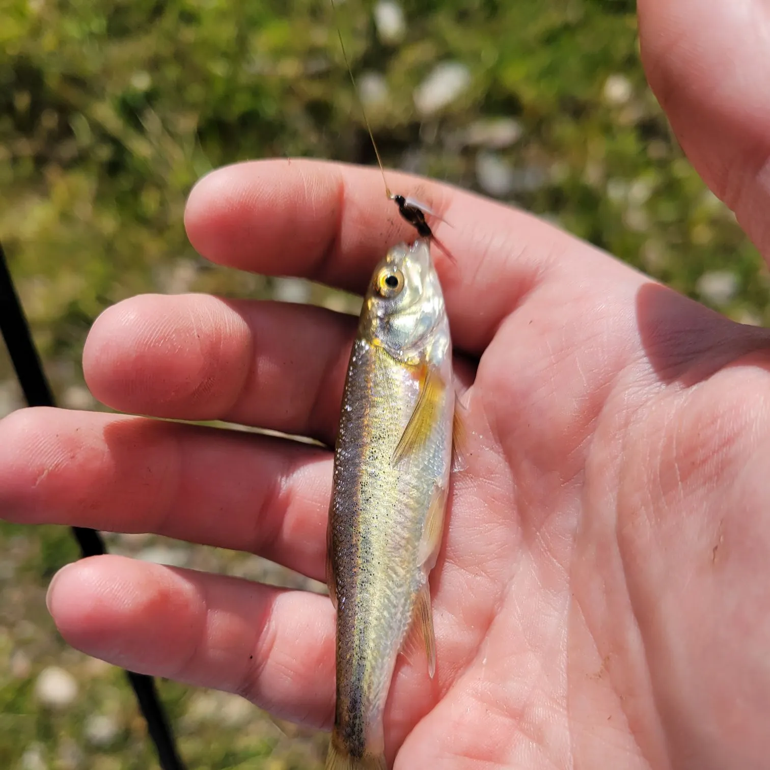 The most recent Redside shiner catches on Fishbrain