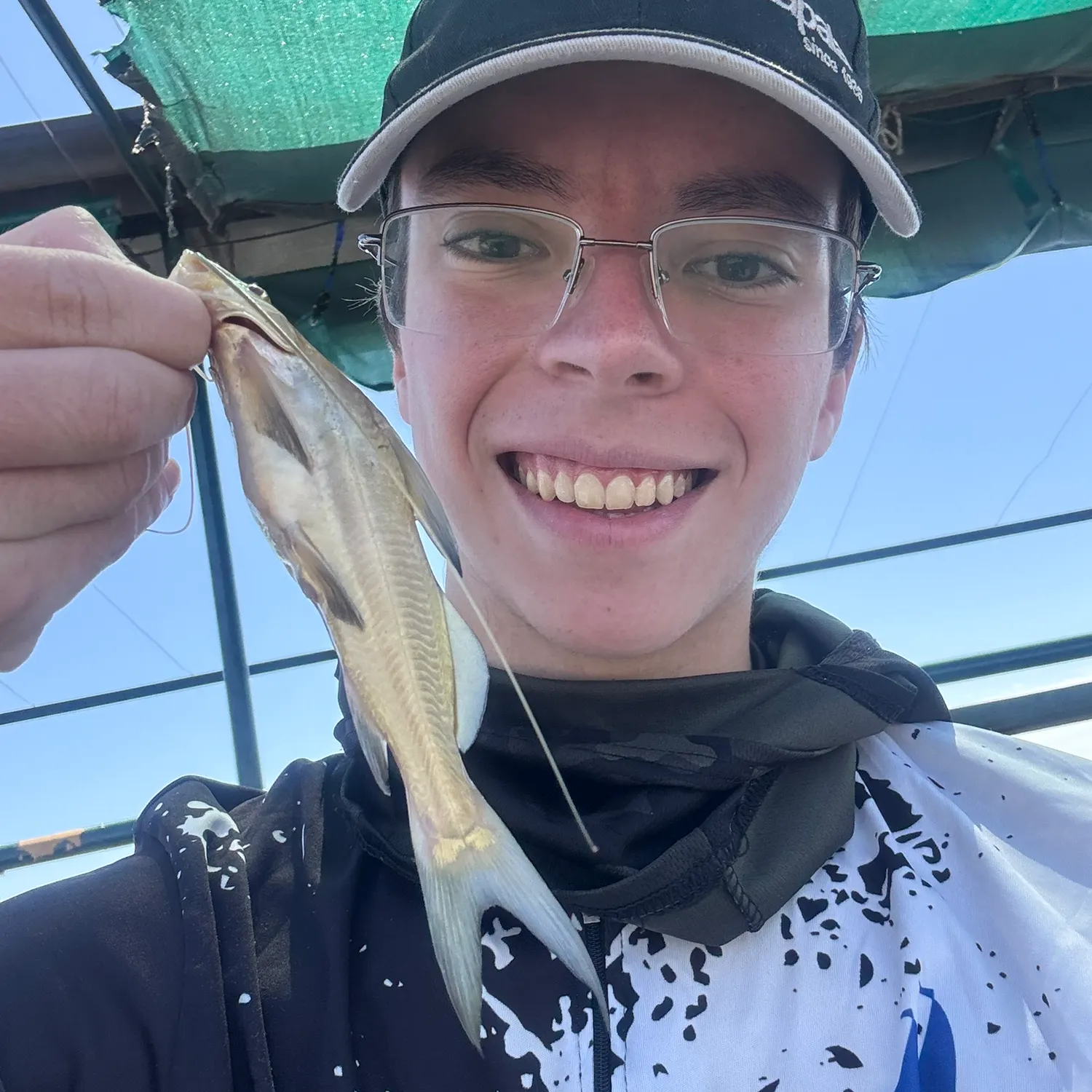 The most recent White pimelodus catches on Fishbrain