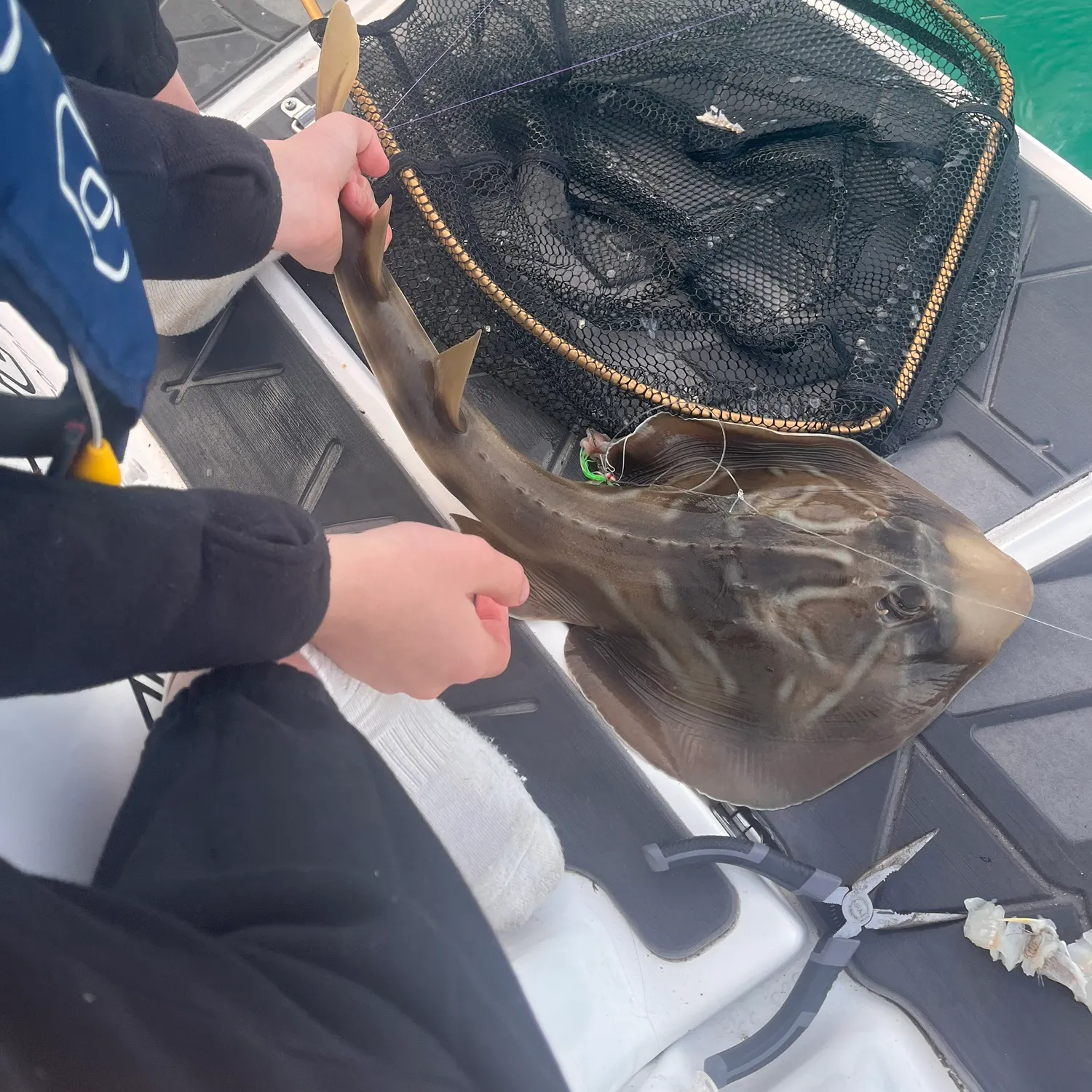 The most recent Southern fiddler catches on Fishbrain