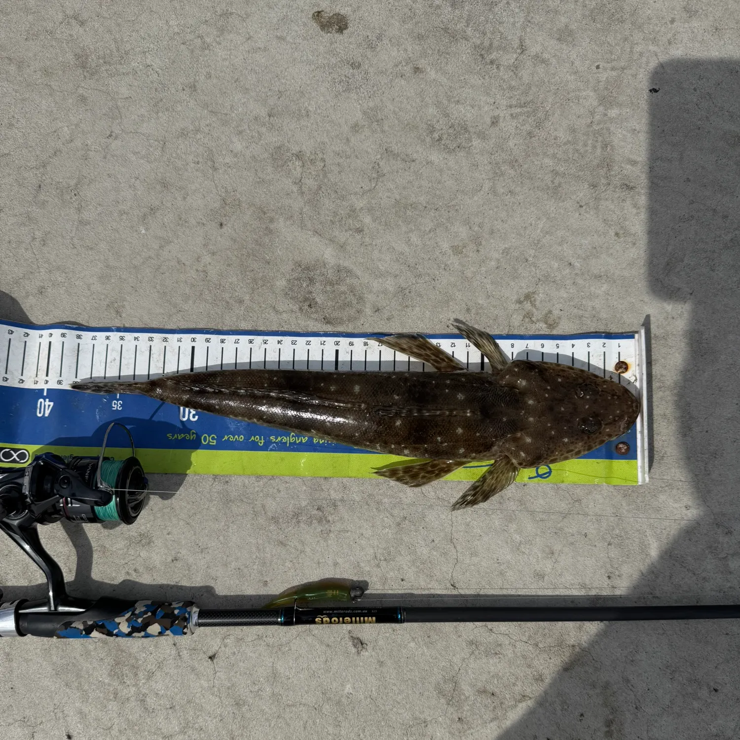 The most recent Blue-spotted flathead catches on Fishbrain