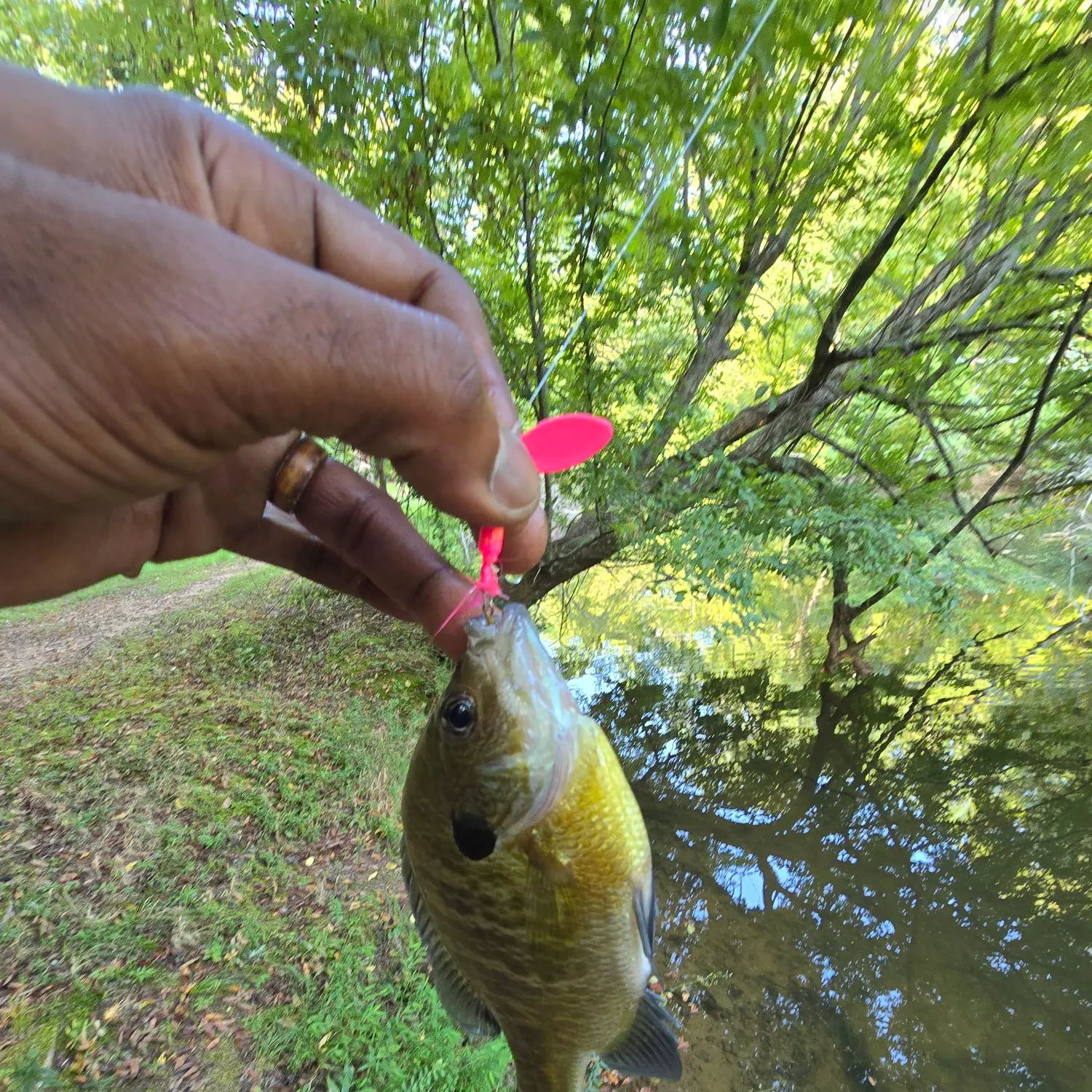 Bluegill caught on Fishbrain