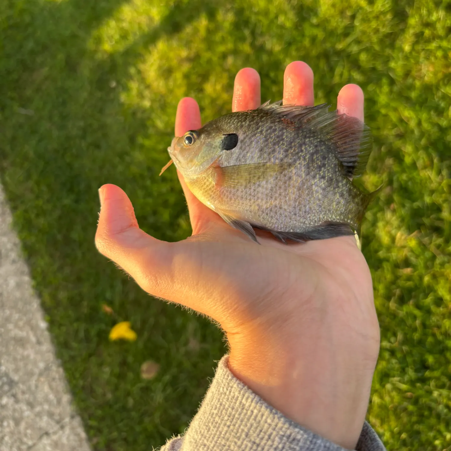 Bluegill caught on Fishbrain