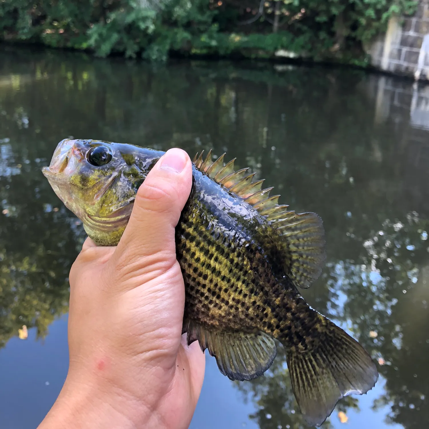 Pumpkinseed caught on Fishbrain