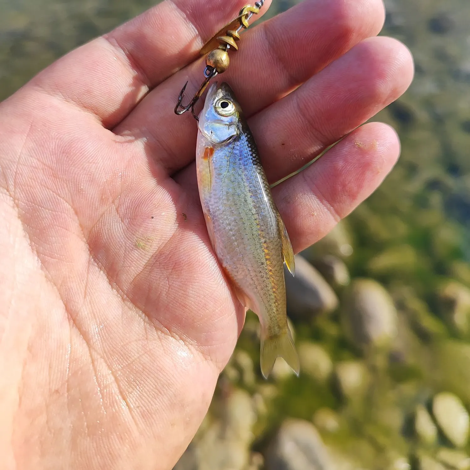 The most recent Vairone catches on Fishbrain