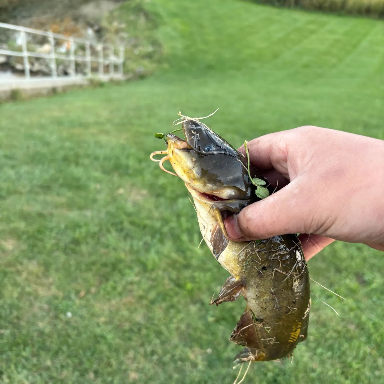 Yellow bullhead caught on Fishbrain