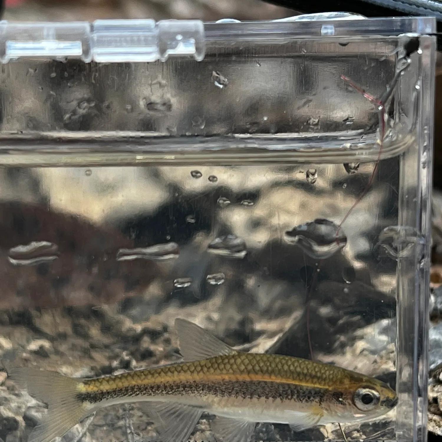 The most recent Highfin shiner catches on Fishbrain