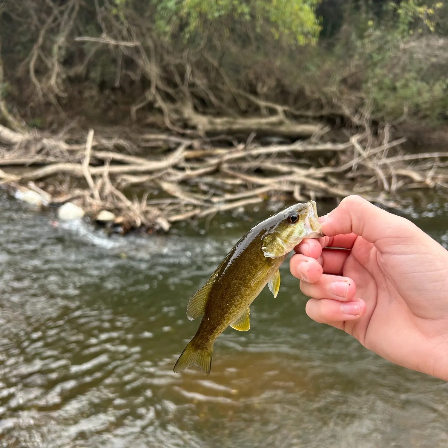Smallmouth bass caught on Fishbrain