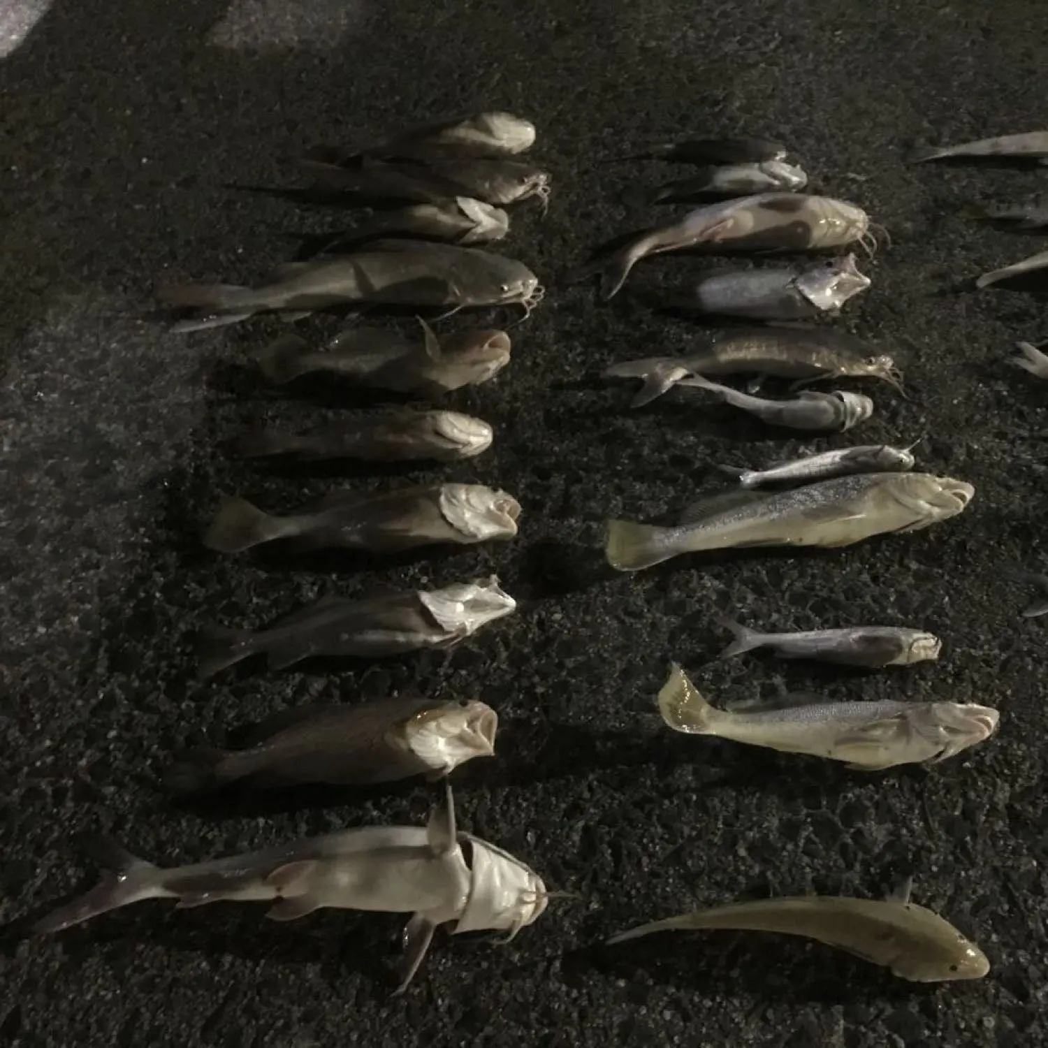 recently logged catches