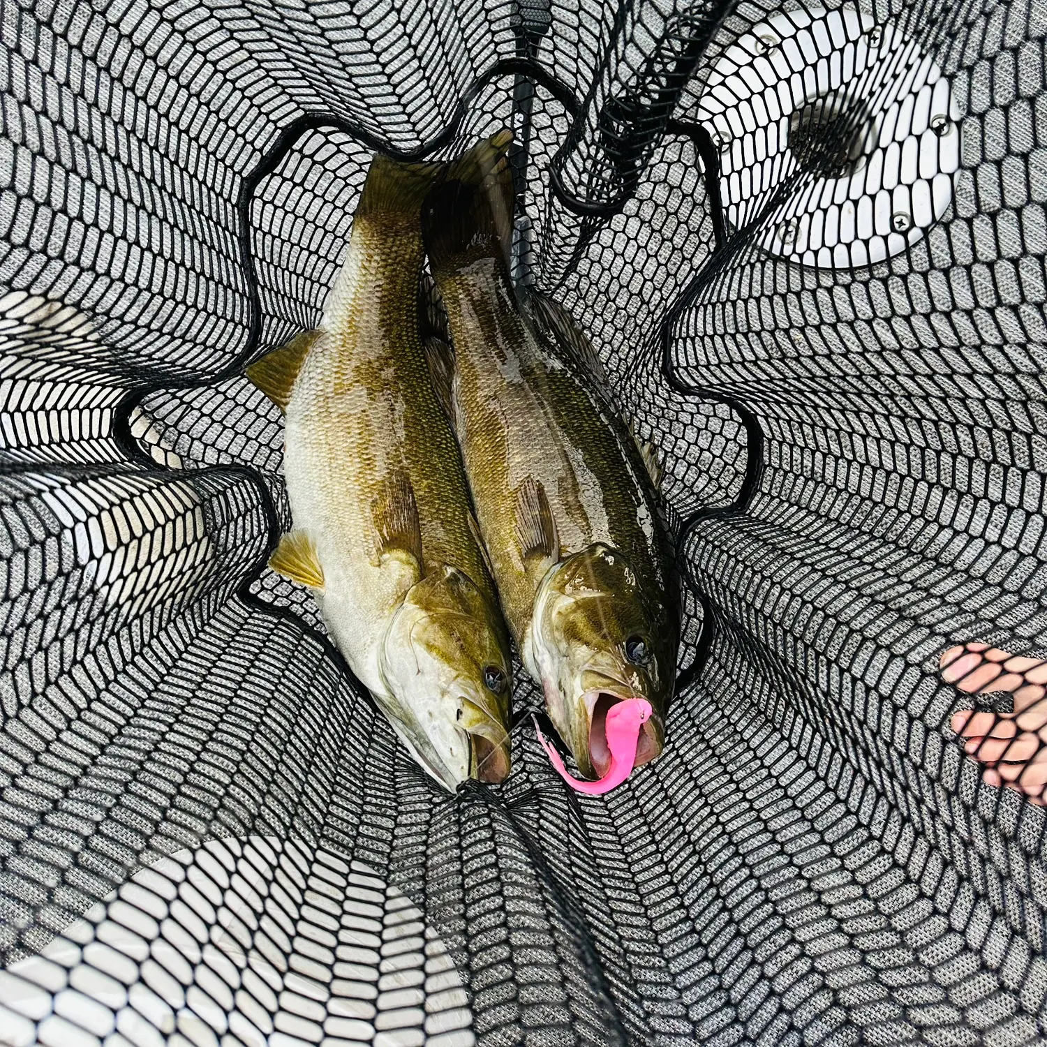 Smallmouth bass caught on Fishbrain