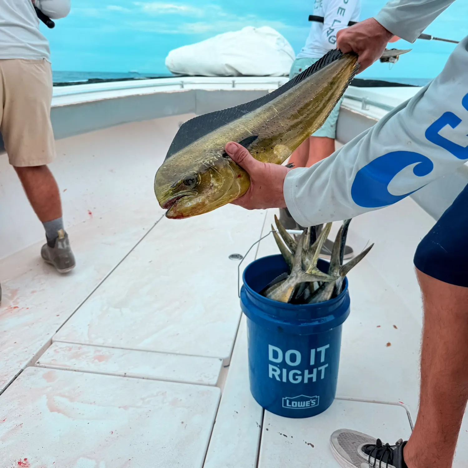 The most recent Common dolphinfish catches on Fishbrain